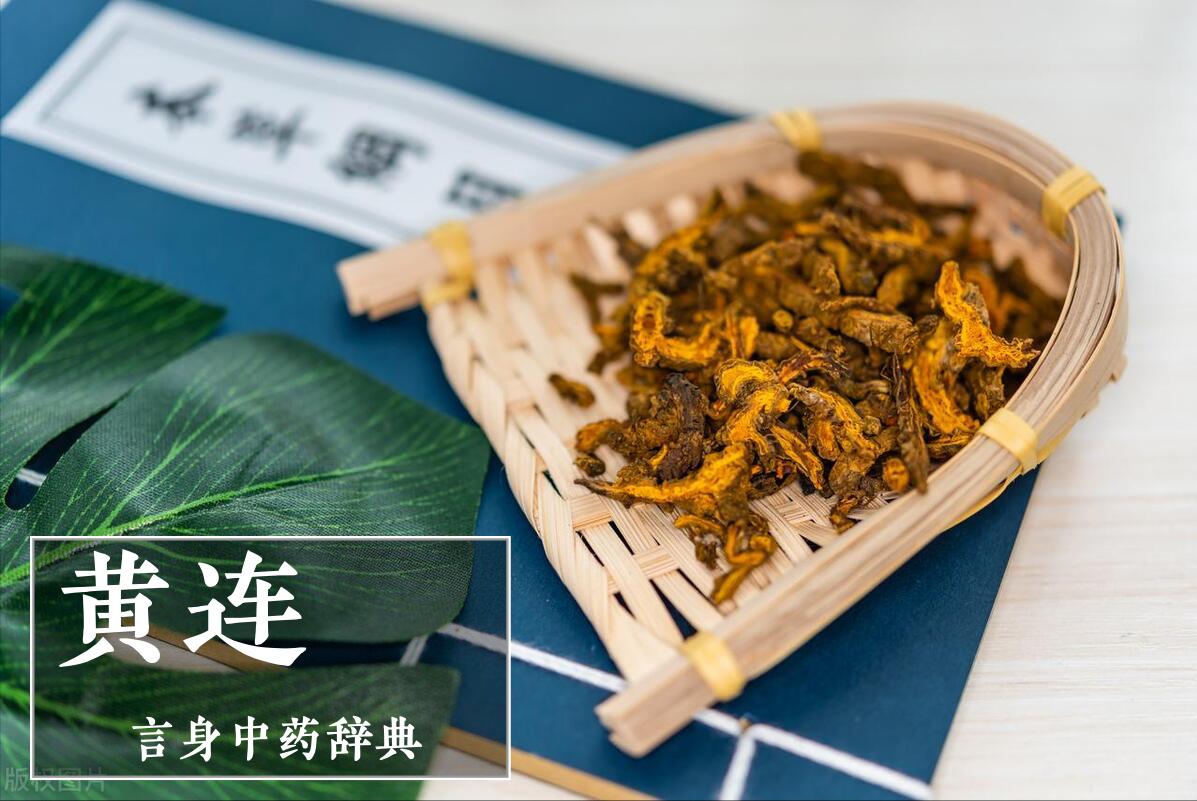 黄连清热,黄连清热燥湿是什么意思