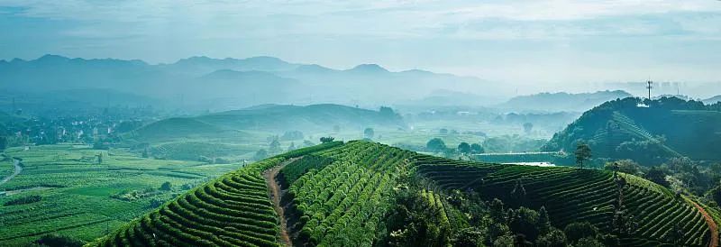 #草木有趣·谷雨茶|​且招邻院客，试煮落花泉