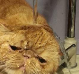 最不建议养的10种猫,最不建议养的5种猫