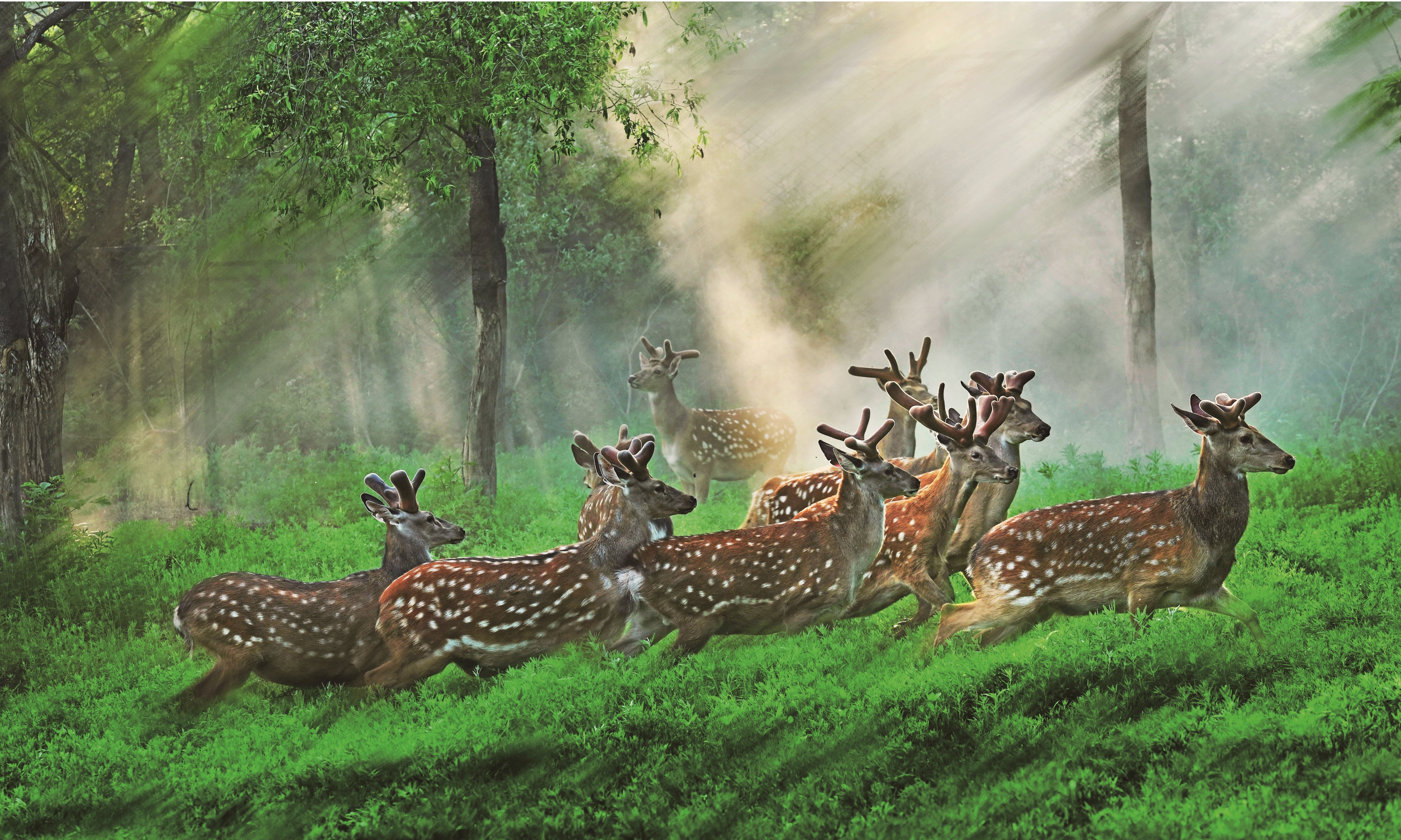 促进梅花鹿产业发展,梅花鹿养殖乡村振兴战略