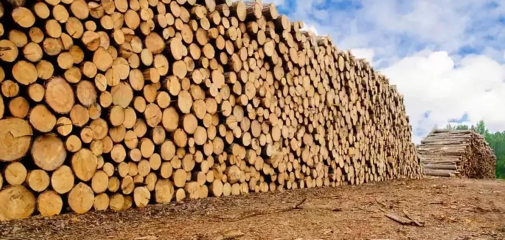 全球木材价格上涨央视财经,全球木材价格大涨对国内股价影响