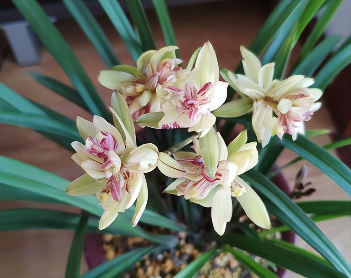 建兰奇花富贵花开,建兰什么品种花好看