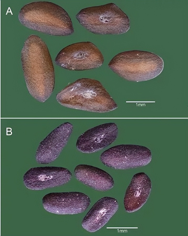带你认识识别各种车,识别车前子