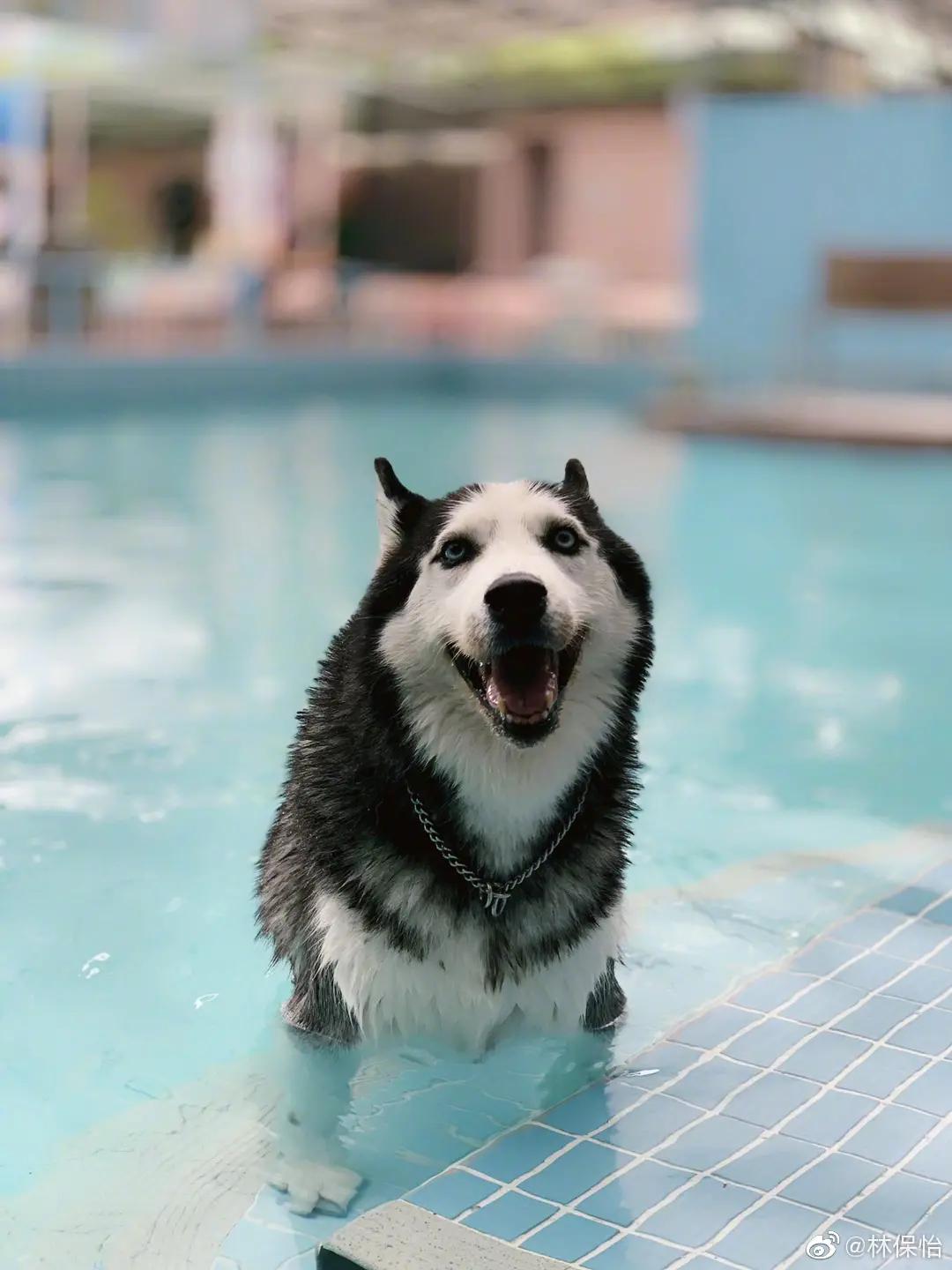 他是“TVB最后的辉煌”，如今58岁单身未婚，一人一狗独居6亿豪宅