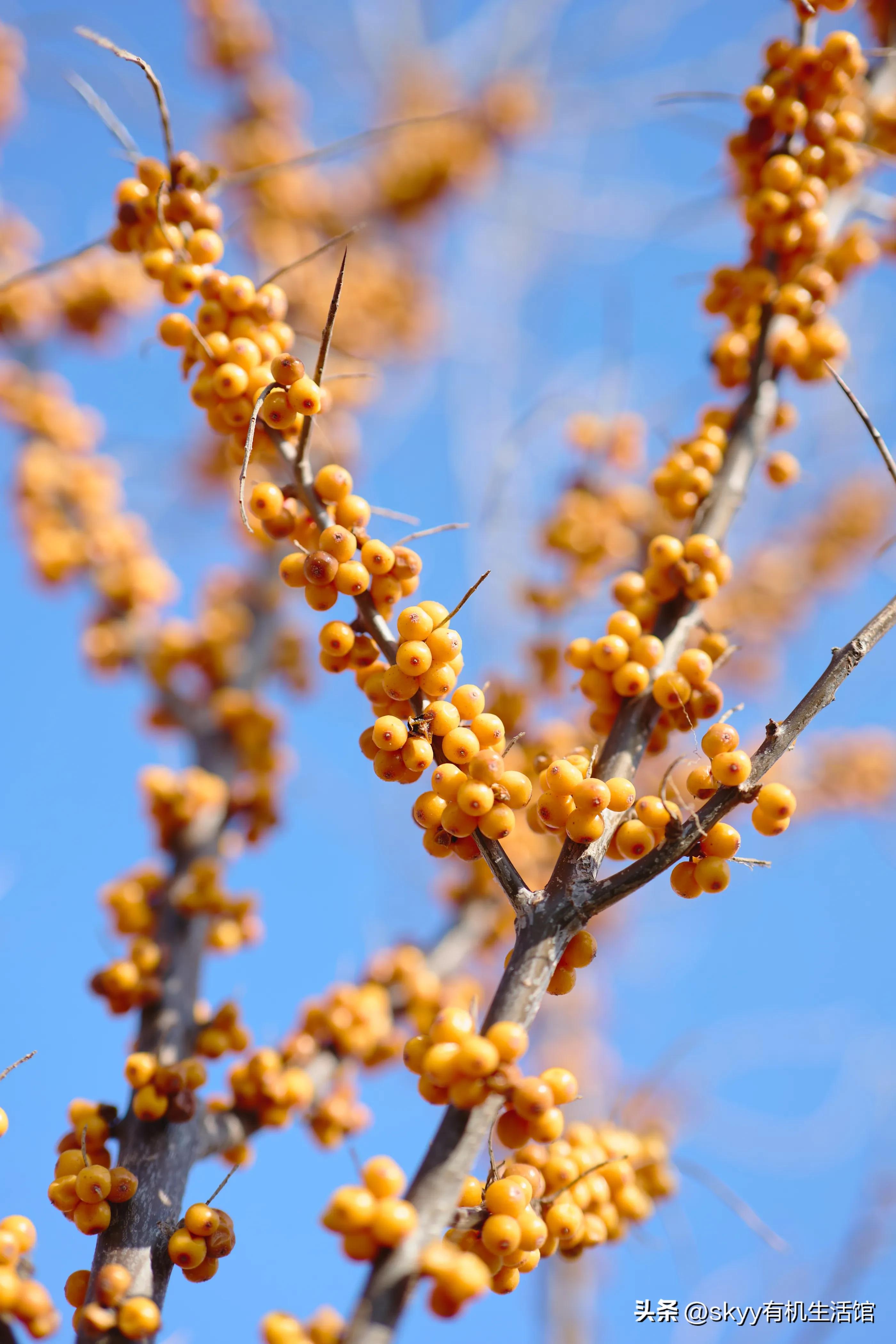 有机沙棘原浆多少钱,有机沙棘原浆推荐哪家
