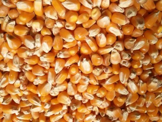 打破种子垄断，隆平高科成农业中的华为