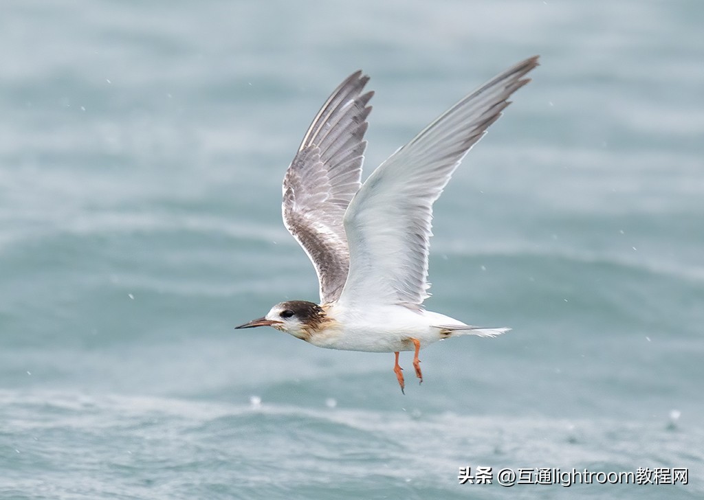 鸟类摄影的几个要点,鸟类拍摄的对焦模式选择与设置