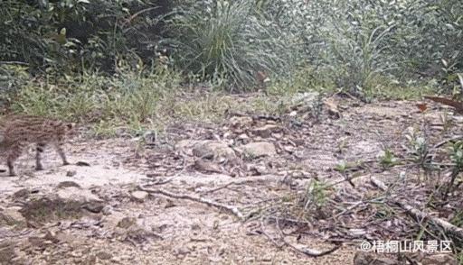 猛兽危险！“石虎”现身广东，外貌像极家猫，常被人误当猫咪饲养