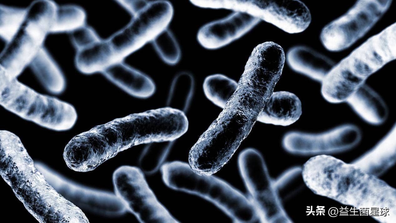 Welcometo益生菌星球——本期星球成员：格氏乳杆菌