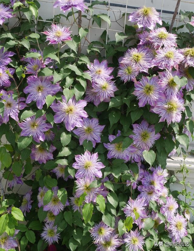 铁线莲不能暴晒，容易晒蔫，半阴半阳，长得快，开花多