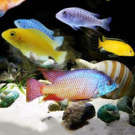 裸缸适合养什么观赏鱼 (山东地区容易养的观赏鱼)