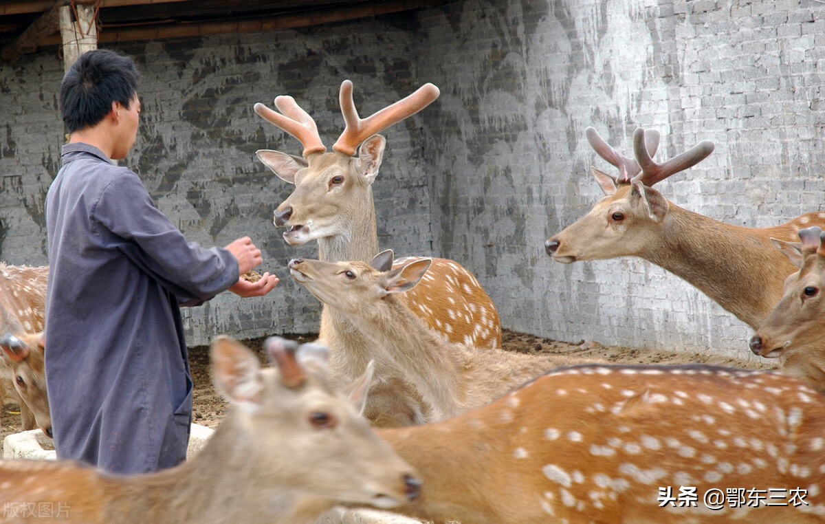 养鹿的鹿肉,鹿肉这么有营养为什么饲养不多