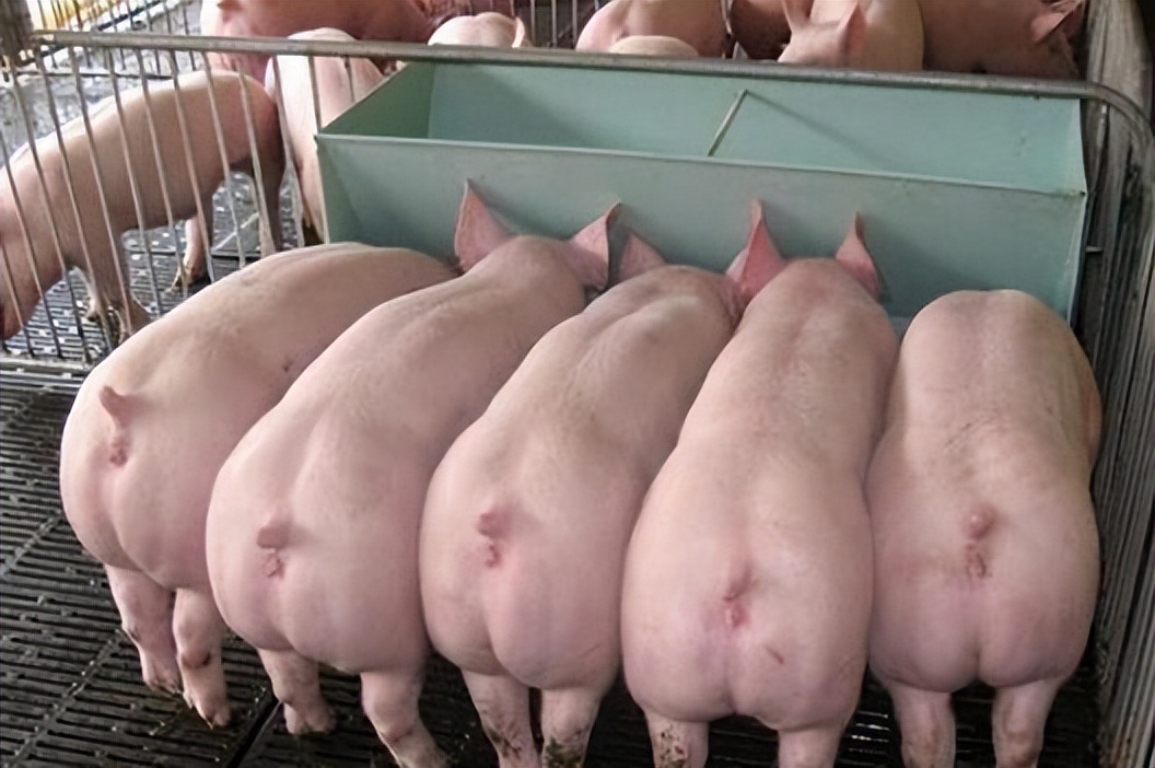 如何给母猪清宫？母猪什么时候需要清宫？为什么要给母猪清宫？