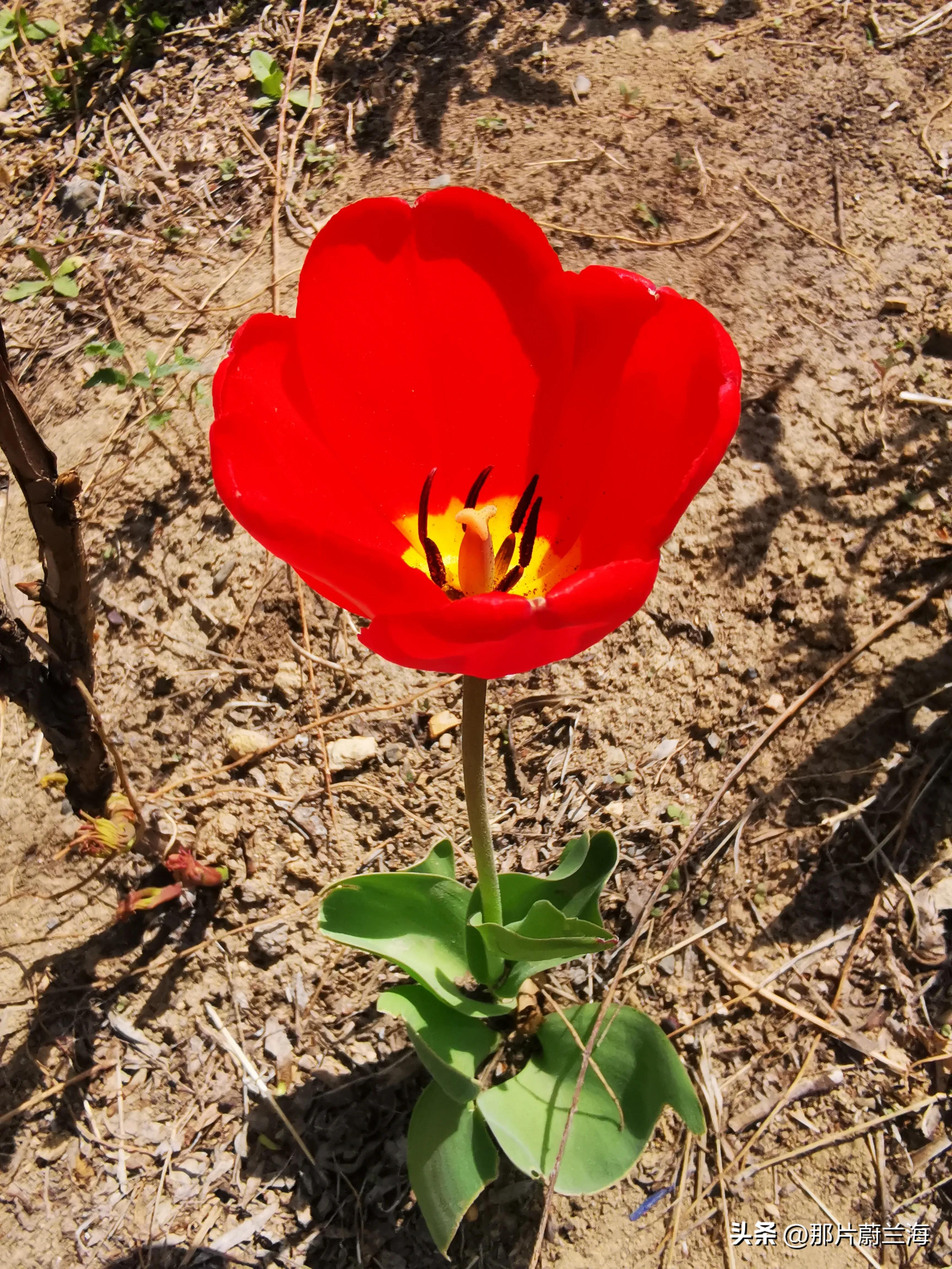 郁金香的花语最浪漫的,郁金香浪漫花语