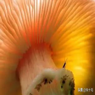 日军兽行:当着男人的面玷污了女儿,临走还残忍割下妻子乳房