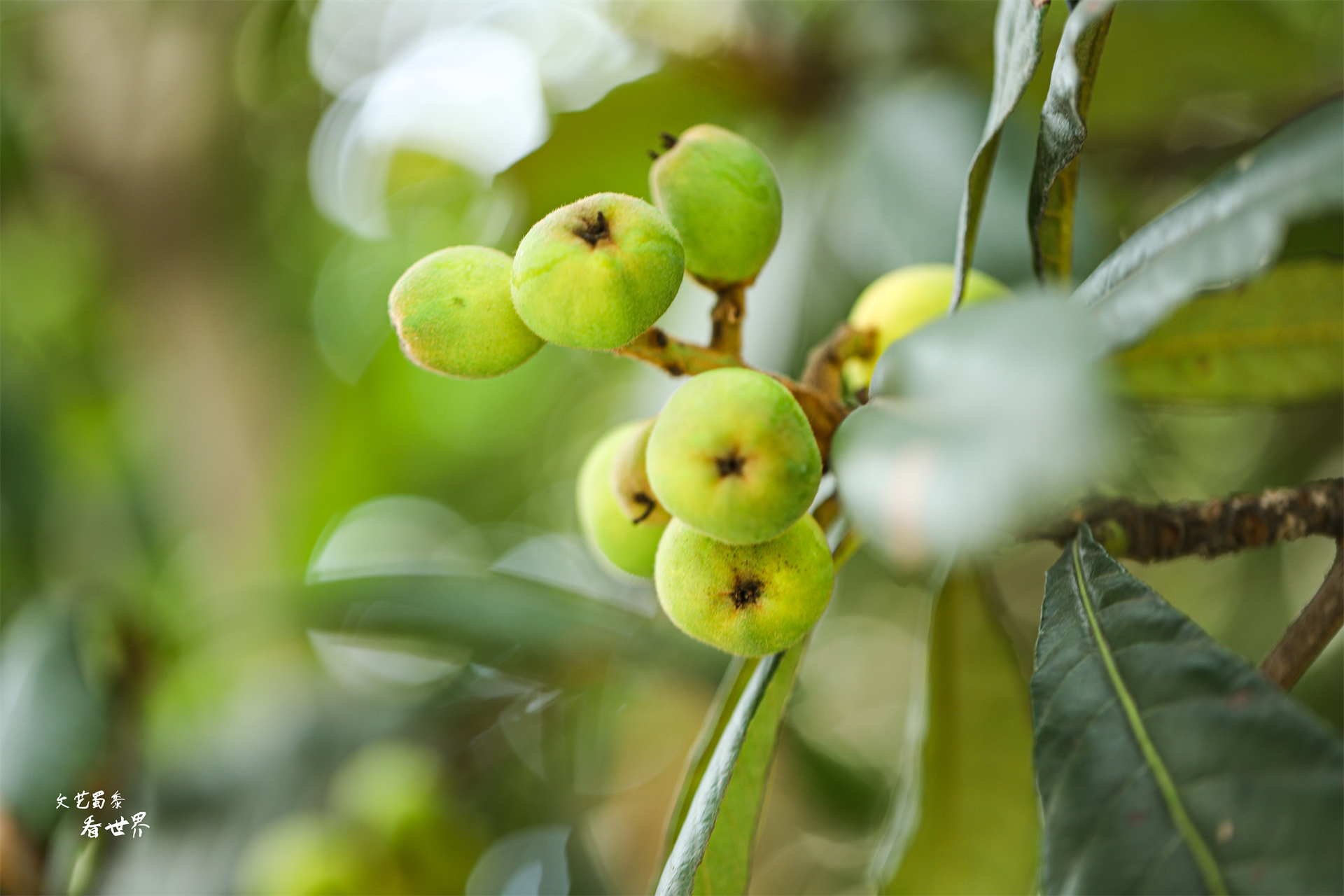 过冬圣地四川攀枝花,攀枝花哪个地方适合冬天居住