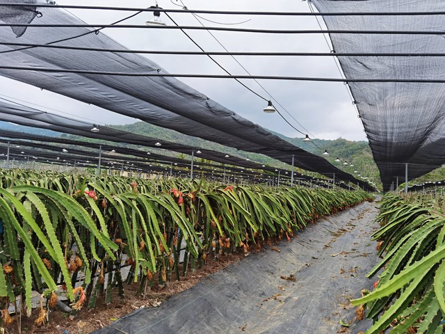 我，40多岁创业，从湖南到广东湛江种植火龙果，如今年收入30多万