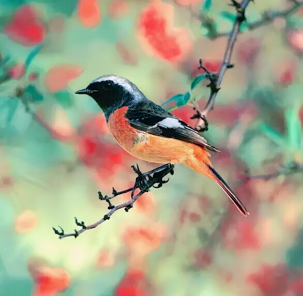 羽色最绚丽的鸟图片,鸟类雨后飞翔照片