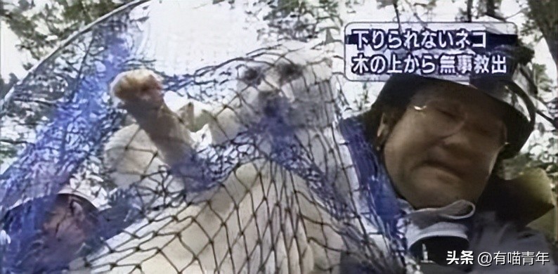 非洲雄狮打群架,俄罗斯战斗民族跟狮子打架