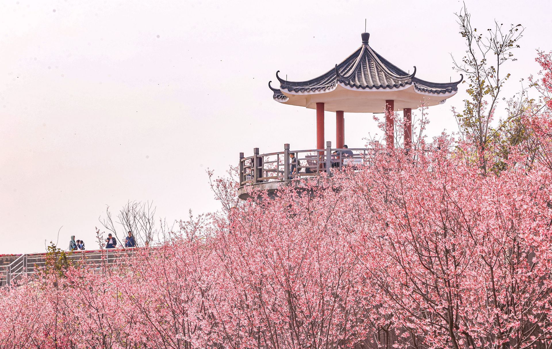 深圳最美樱花在哪里十一月,看樱花不用出门