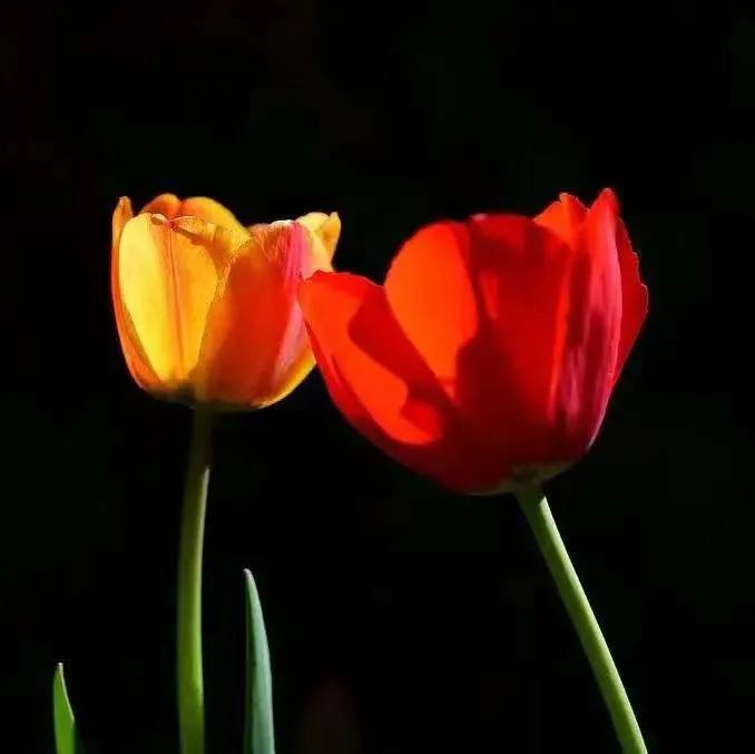 作品发表后遭抄袭是否侵犯发表权,作品被抄袭网站不处理怎么办