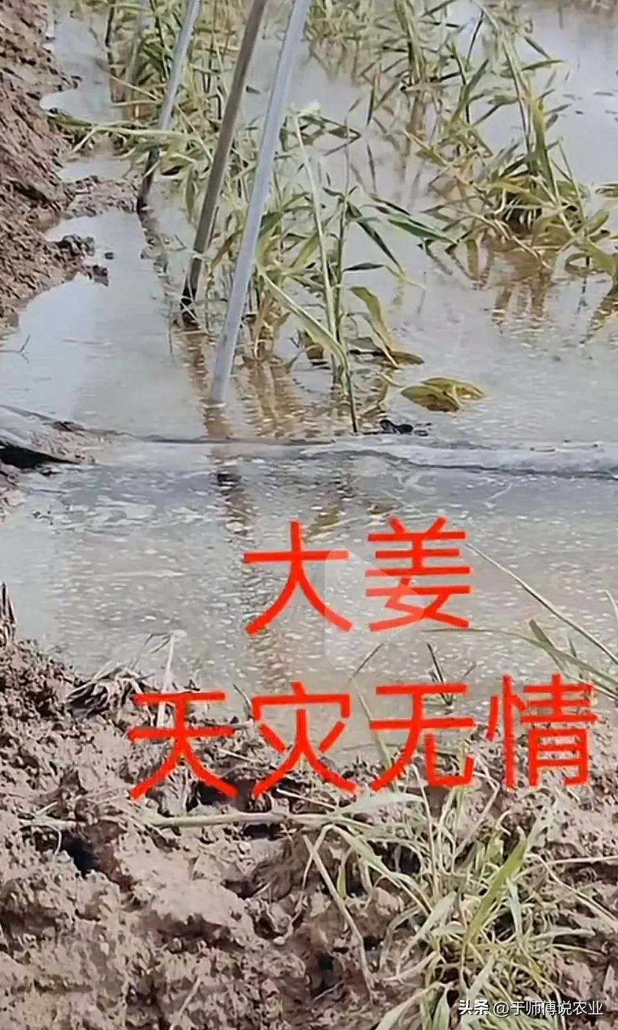 今年一龙治水有啥含义,2024一龙治水