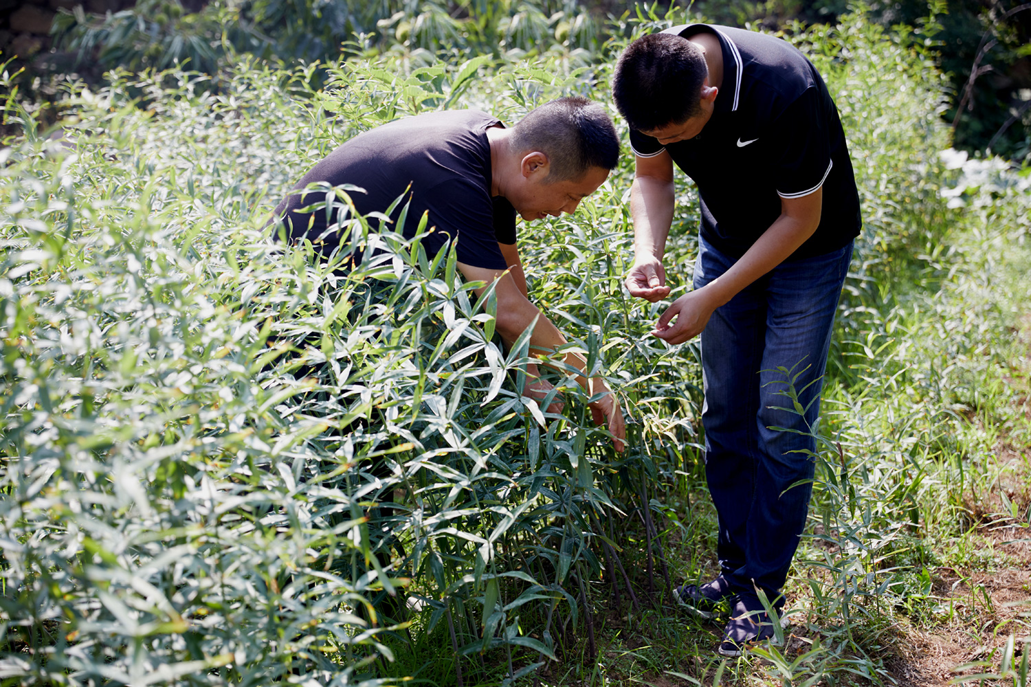 黄精发展趋势及前景,黄精的营销策略