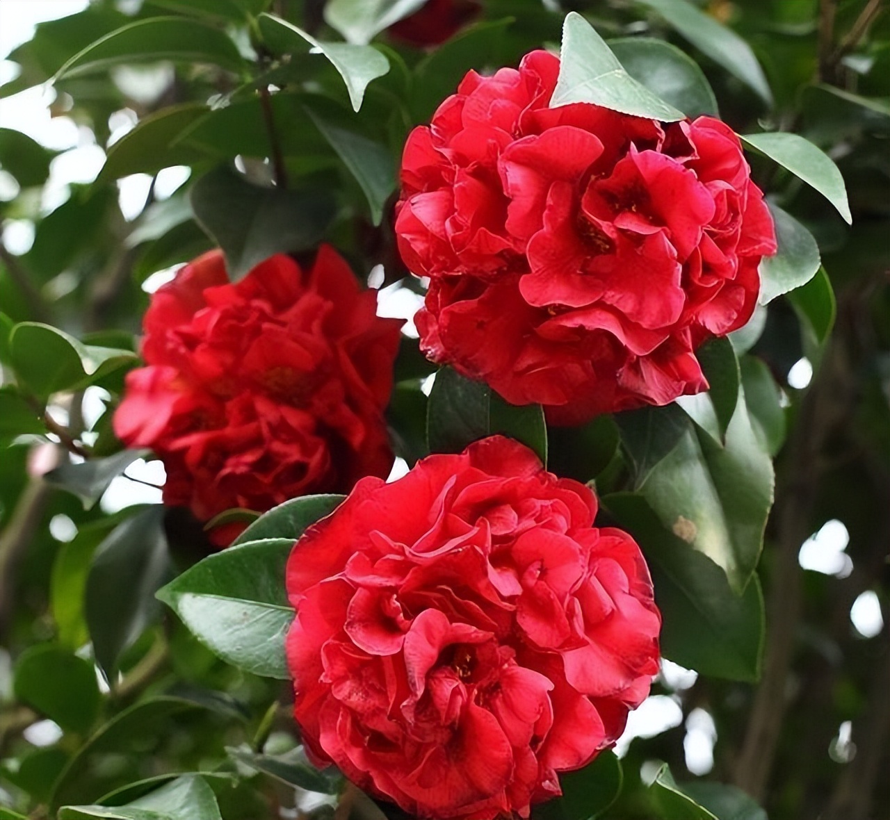 此花艳丽富贵,此花香气扑鼻比绿萝好养