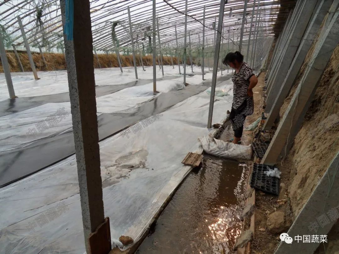 威百亩高温闷棚后需要补菌吗,高温菌剂闷棚靠谱吗