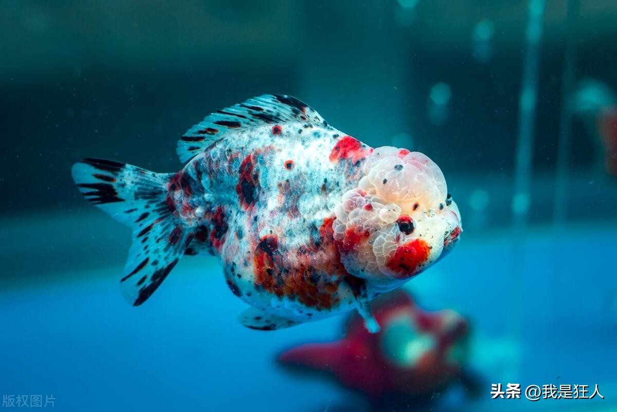 氧气泵噪音大解决方法,卖鱼的氧气泵噪音找谁解决