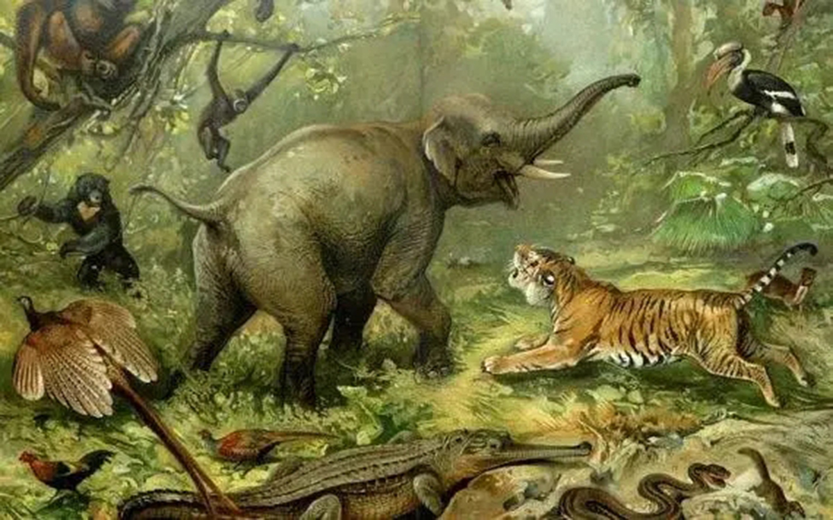 老虎单枪匹马能打过大象吗,五头老虎能打过一只大象吗