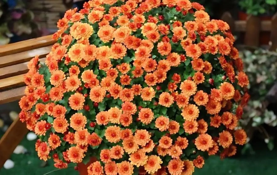 10月份养花注意什么,10月养栀子花