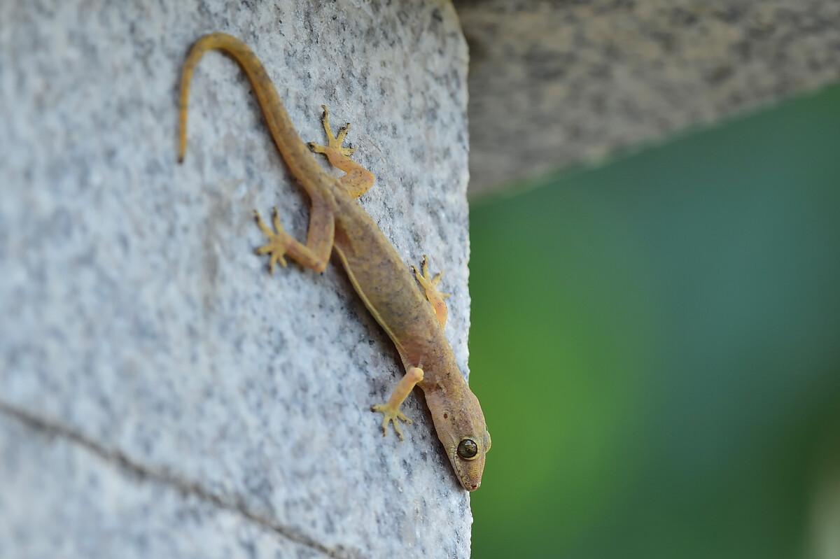 农村家里经常出现蝎子蜈蚣好不好,农村院子里的蝎子的克星
