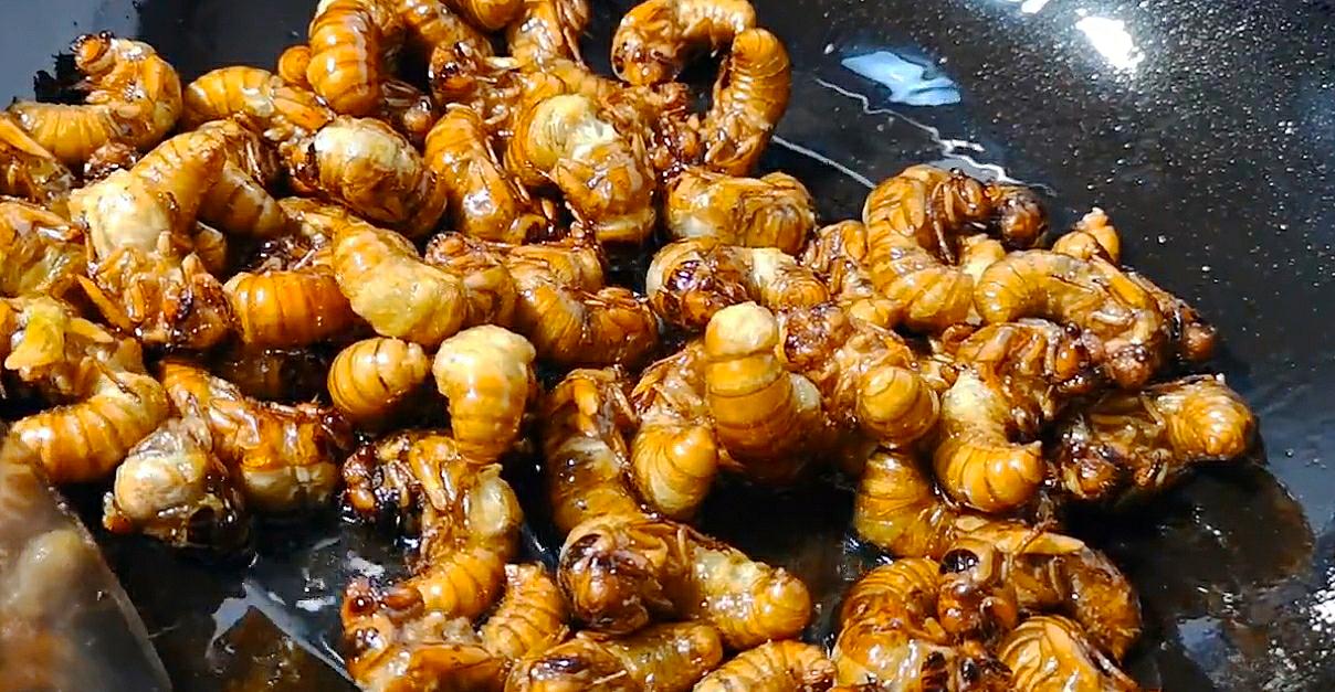 金蝉别只会炸着吃，分享金蝉的3种做法，入味好吃，酥脆不油腻