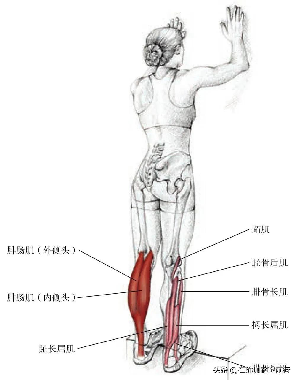 拉伸小腿肌肉真的能瘦小腿吗,拉伸小腿肌肉有灼热刺痛感