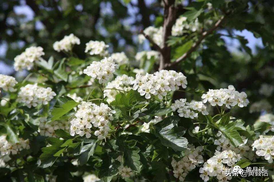 山上的野山楂你们叫什么？人工种植的山楂又叫什么？