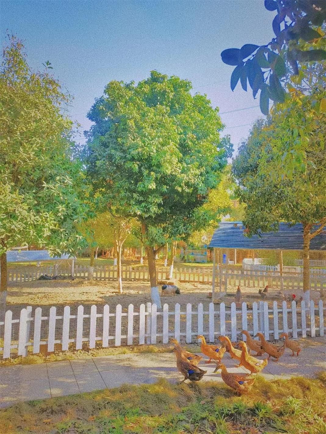 迈克尔菲尔普斯生涯荣光,我的偶像菲尔普斯