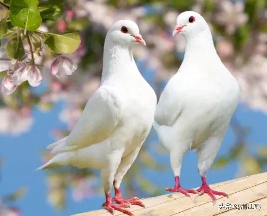 鸽子站在地上怎么去识别它是公鸽还是母鸽？5个部位不同决定性别