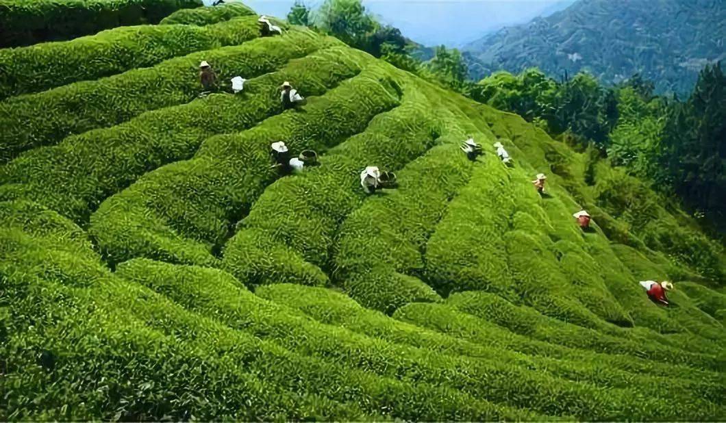 中国十大名茶的特点和种类,中国10大名茶是哪些具有哪些特点