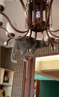 为什么弃养蓝猫的那么多,英短蓝猫频繁被弃养的原因