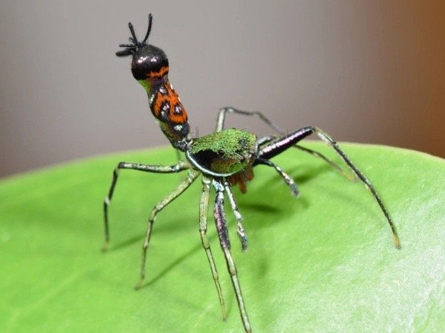 体型最大的乌龟有多大图片,背扁平的乌龟是什么龟