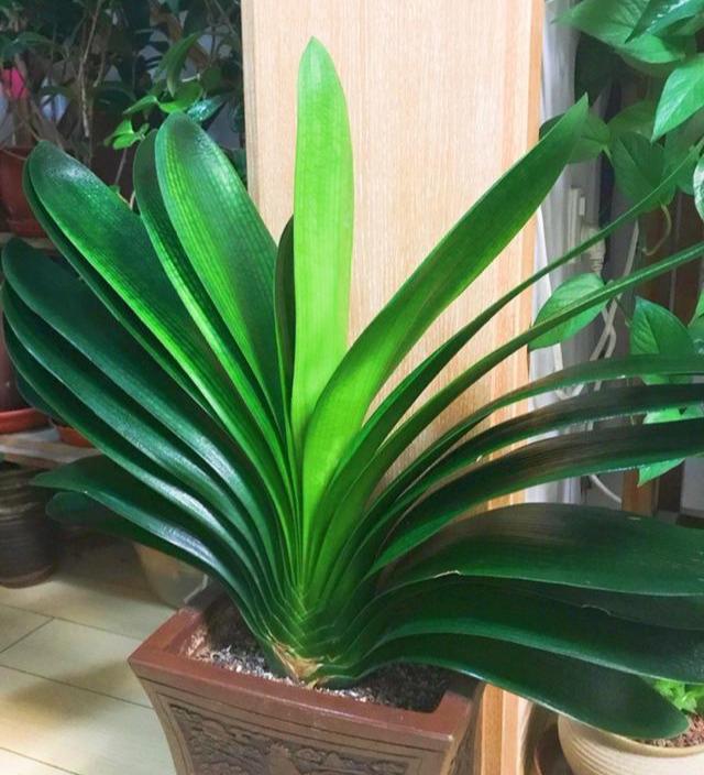 春天养君子兰，做好“4件事”，多长新叶子，花期满盆冒花箭