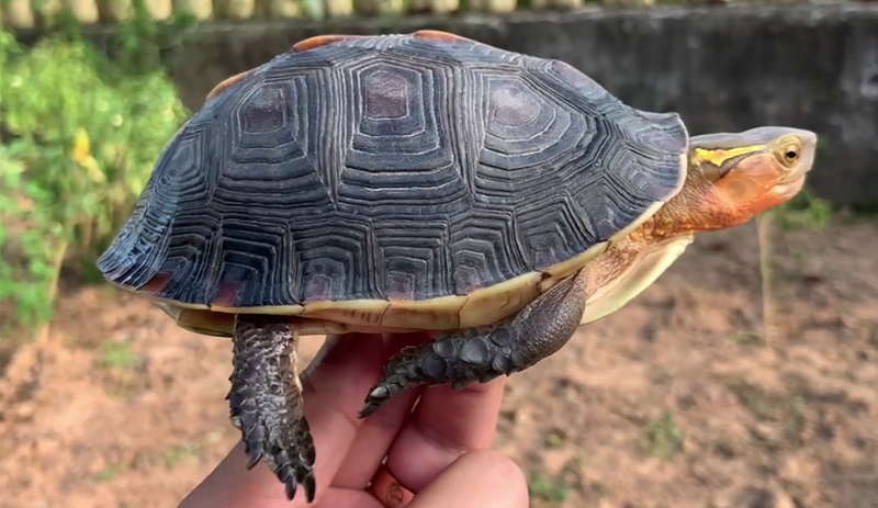 80cm鱼缸造景黄缘闭壳龟造景布局,黄缘闭壳龟450克到550克有多大
