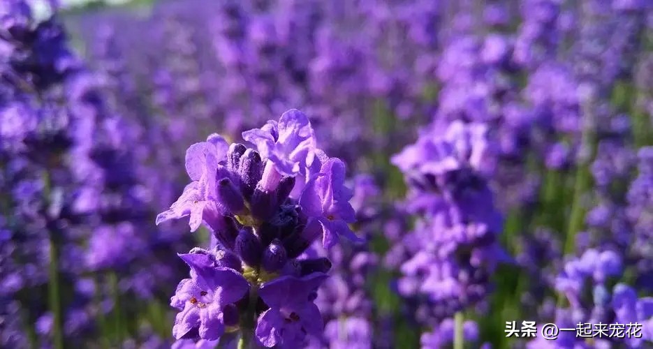 室内适合养的18种花有哪些呢,适合室内养的六种花推荐