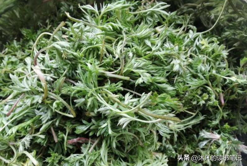 秋天郑州挖野菜的好去处,郑州挖野菜的好去处