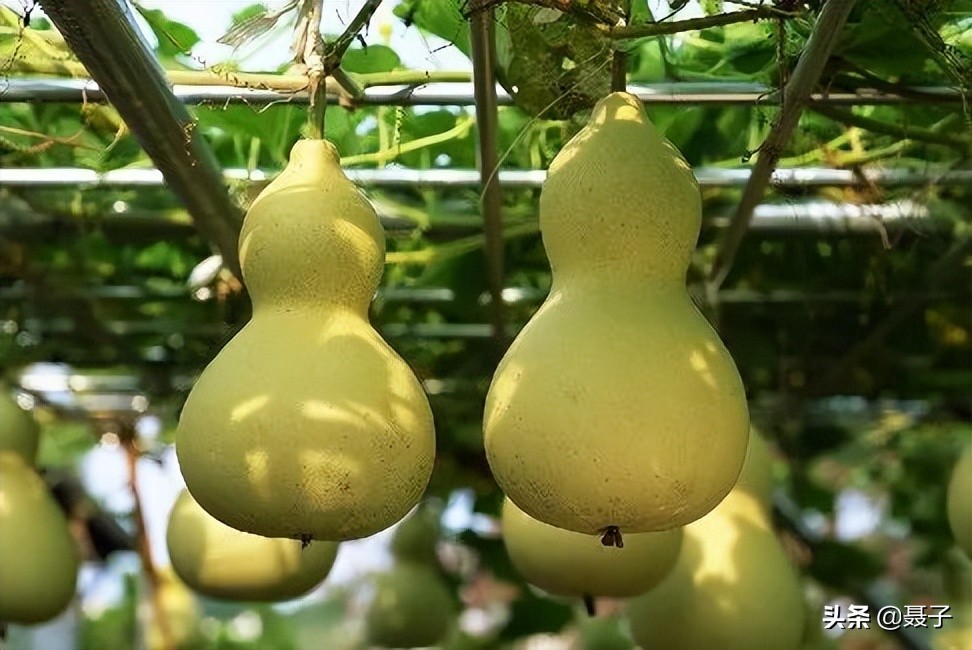 童年记忆宝葫芦,葫芦小金刚国漫童年回忆分享