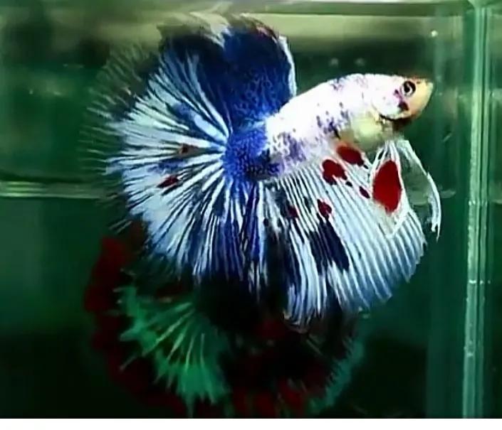 养斗鱼榄仁叶需要一直放在水里吗,养斗鱼用的榄仁叶怎么使用