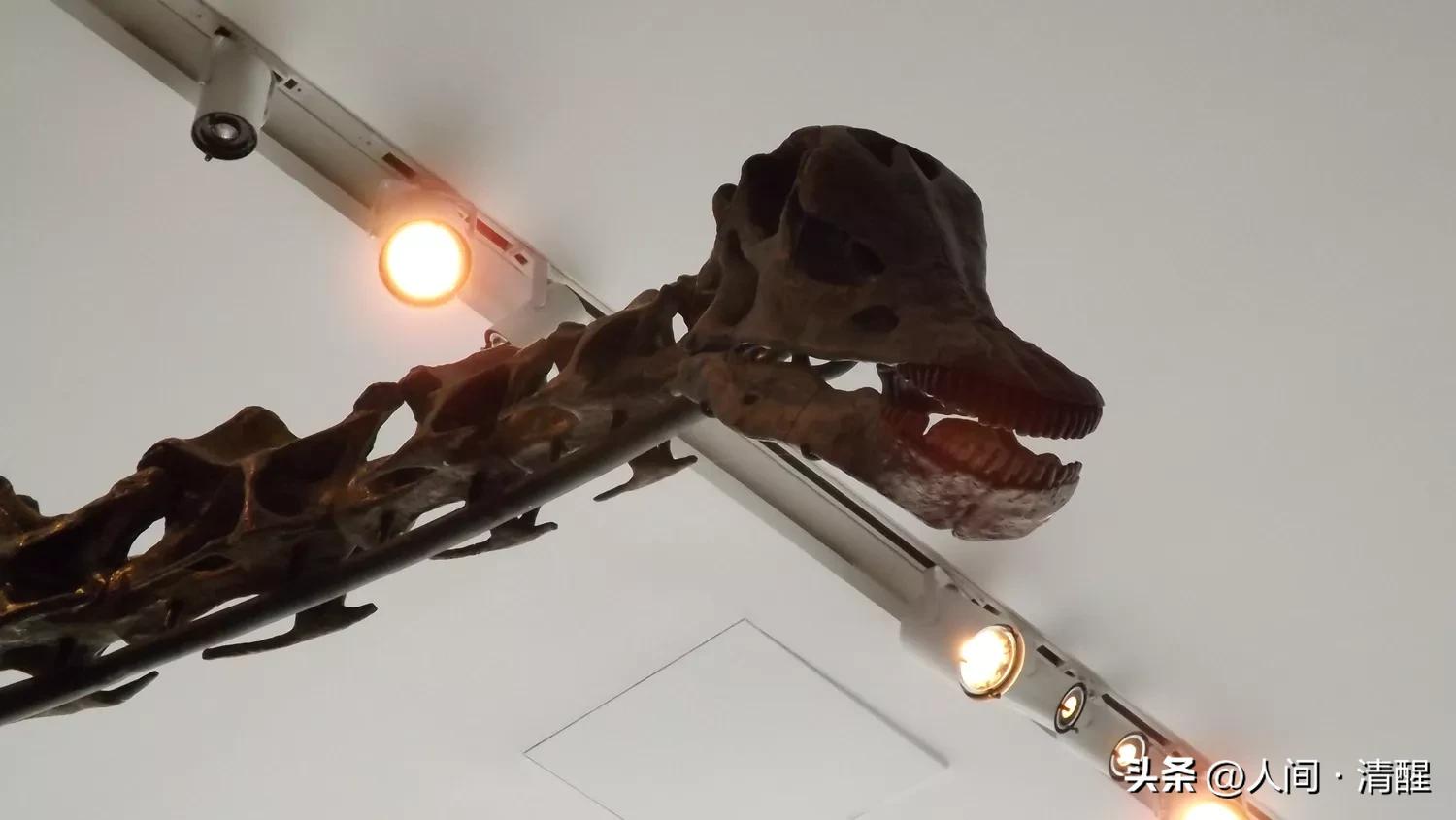 蜥脚类恐龙长什么样子,各种蜥脚类恐龙大小比较