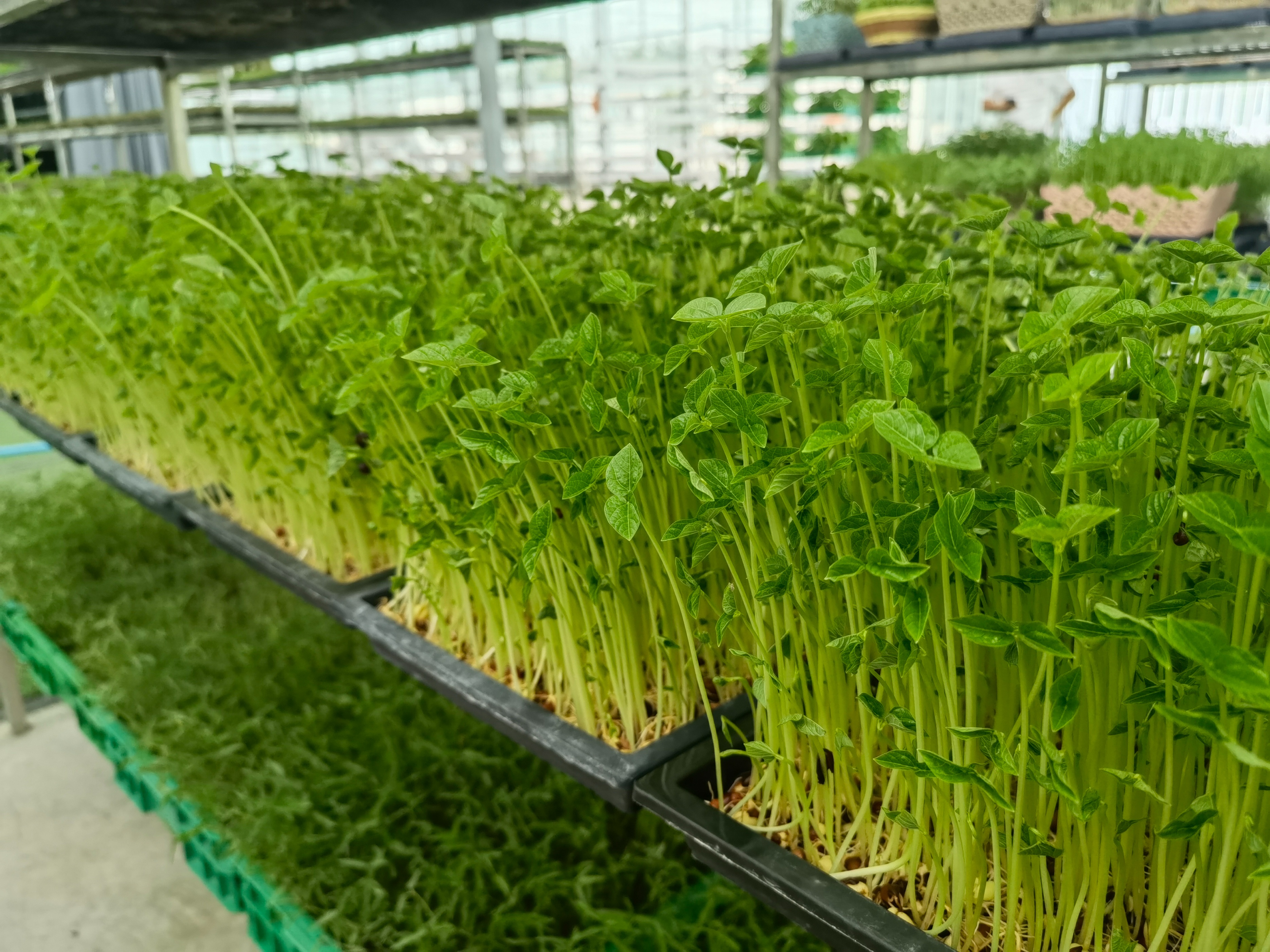 芽苗菜在全国的销售情况,芽苗菜销售平台