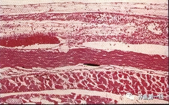 水生生物大盘点,水生生物多图排版